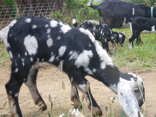 13443256_10157024761125357_216021275138111856_o