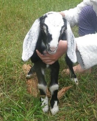 13483193_10157024760955357_3995350479357269769_o-crop