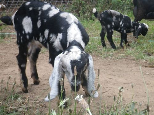 13483344_10157024761190357_4367747785639152894_o