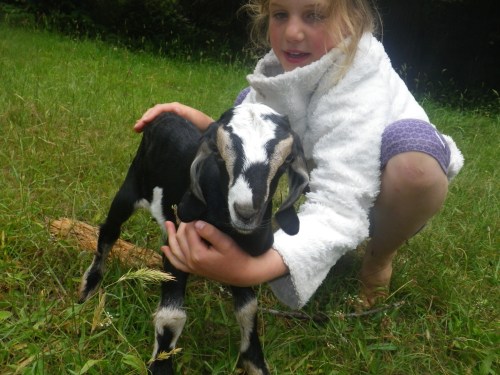 _Marigold_Doe_Sugar_Baby goats for sale 2016 028.jpg