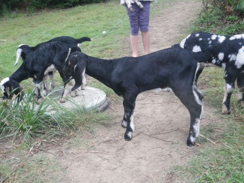 _Oaksie_Buck_Zoe_May_Baby goats for sale 2016 021.jpg