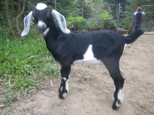 _Petunia_Doe_Baby goats for sale 2016 012.jpg