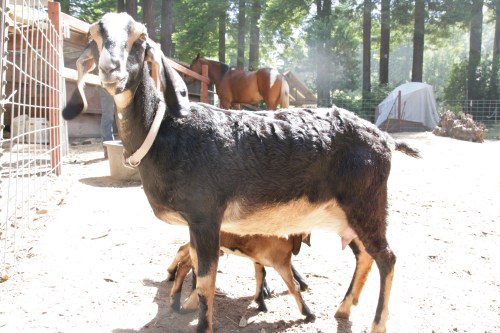 3134-ISO400-05_28_2018-byTeamGallo