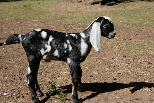 3154-ISO100-05_28_2018-byTeamGallo