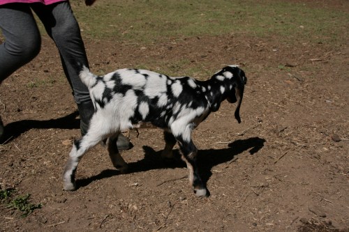 3162-ISO100-05_28_2018-byTeamGallo