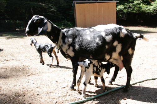 3171-ISO100-05_28_2018-byTeamGallo