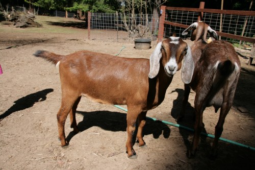 3180-ISO100-05_28_2018-byTeamGallo