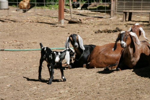 3194-ISO400-05_28_2018-byTeamGallo