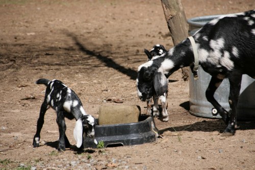 3203-ISO100-05_28_2018-byTeamGallo